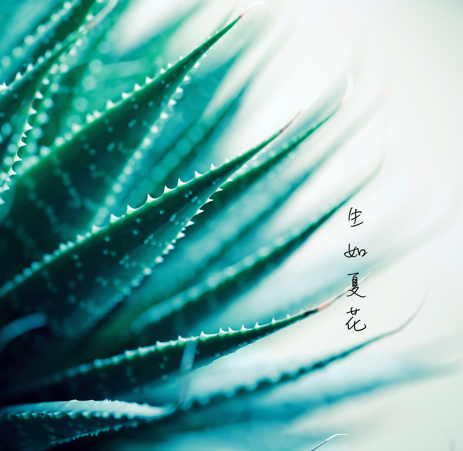 歌曲生如夏花原唱,生如夏花唯美人像摄影教程