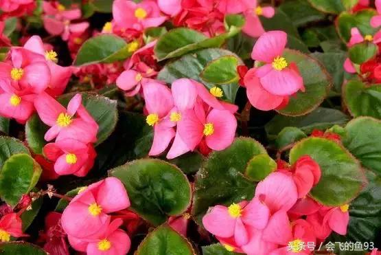 新房除甲醛哪种植物最好最有效,除甲醛最有效的方法要什么植物