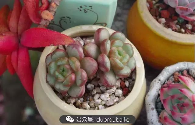 大浙江的多肉也来拉仇恨咯！即使淋雨也不褪色！我有妙招！