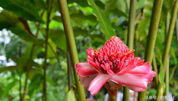 西双版纳在水一方泼水节,版纳哪里可以感受泼水