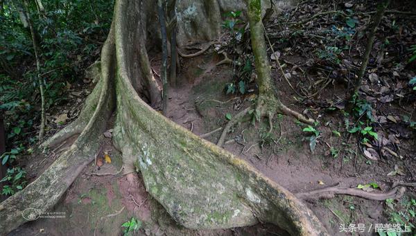 西双版纳在水一方泼水节,版纳哪里可以感受泼水