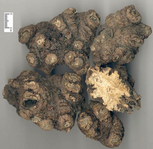 川芎产量2024,川芎植物详解图