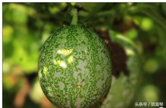 瓜皮、瓜子、瓜块根，统统可以换钱来