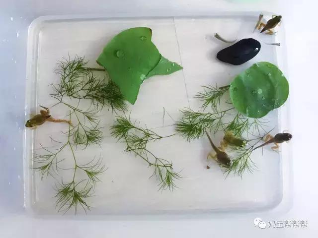 国外推荐的儿童益智玩具,孩子们都在玩的益智玩具