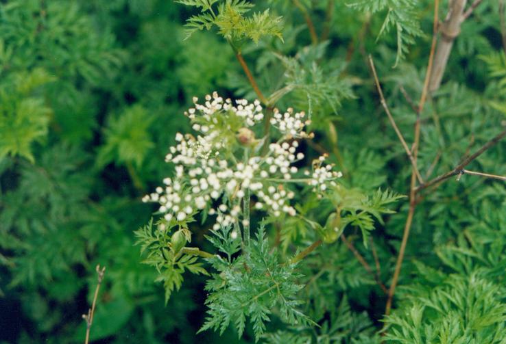 川芎全国库存分析,川芎的分析图