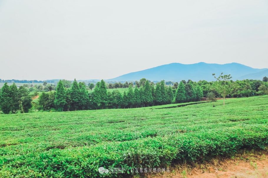 去木子山庄感受禅意，去观察奇曲茶