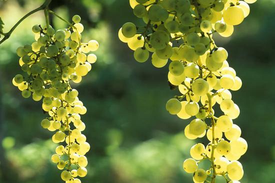十大公认最好喝的起泡酒,起泡酒合集