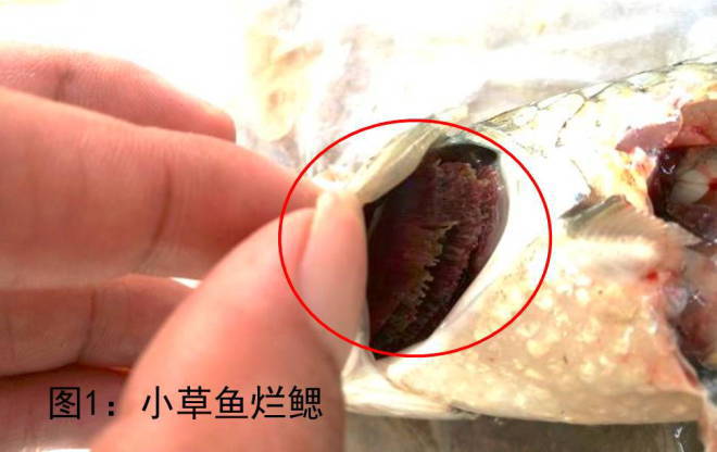 养殖草鱼死掉的原因,养殖草鱼出现死鱼