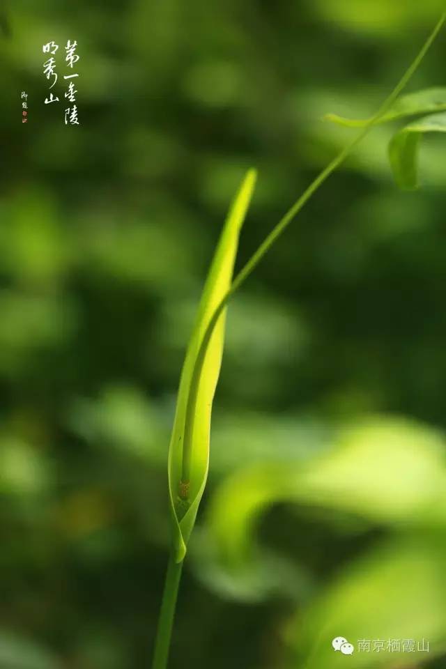 栖霞山丨夏至：翻空白鸟时时见，照水红蕖细细香