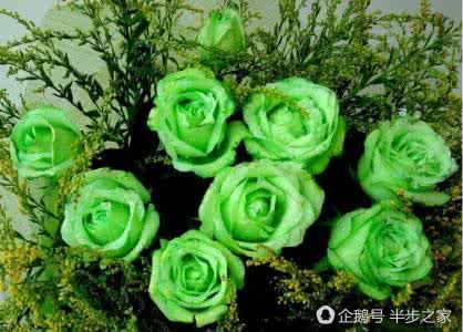 玫瑰品种区分及花语,绿玫瑰品种和花语