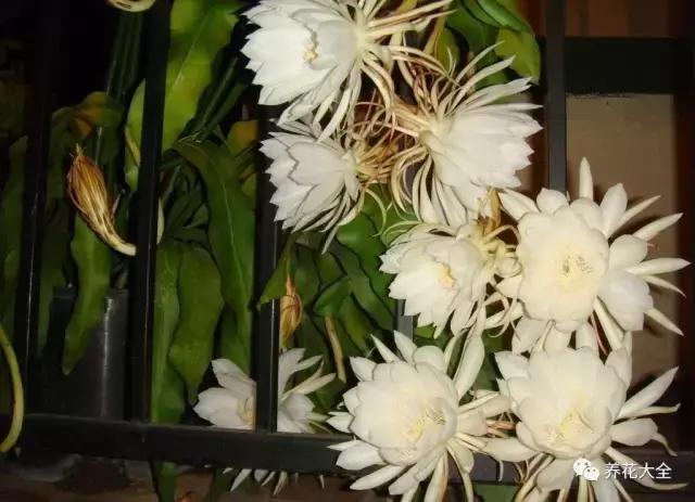 夏季发财树一般多少天浇水一次 (夏季多肉晴天浇水还是雨天浇水)