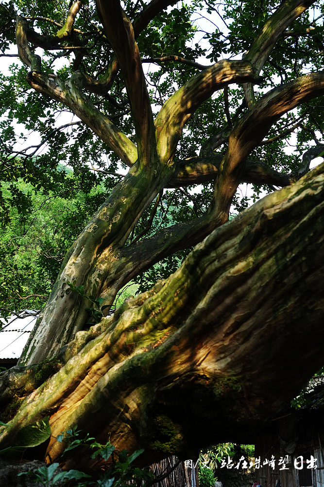 在中国的传统节日,去酉阳感受土家民俗文化