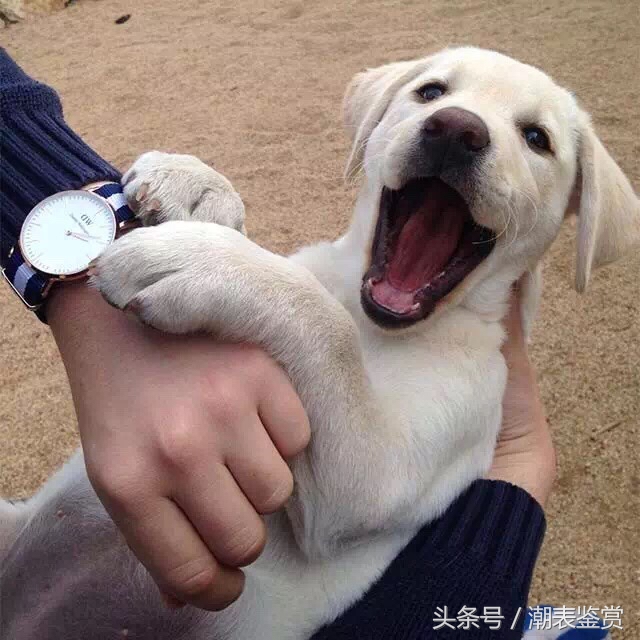 如何辨别dw00100219手表真假 (怎么区分dw手表真假)