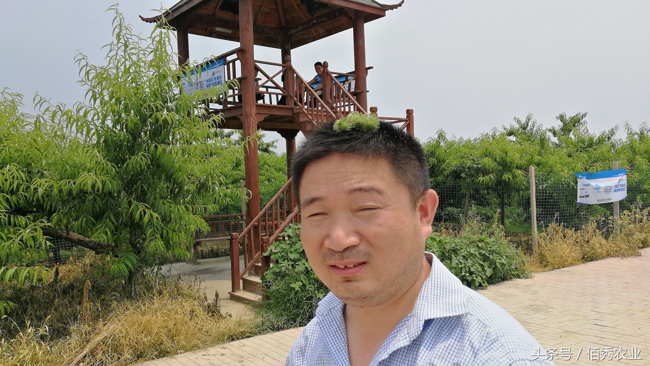 农村的鬼见愁是什么,农村说的鬼见愁是什么