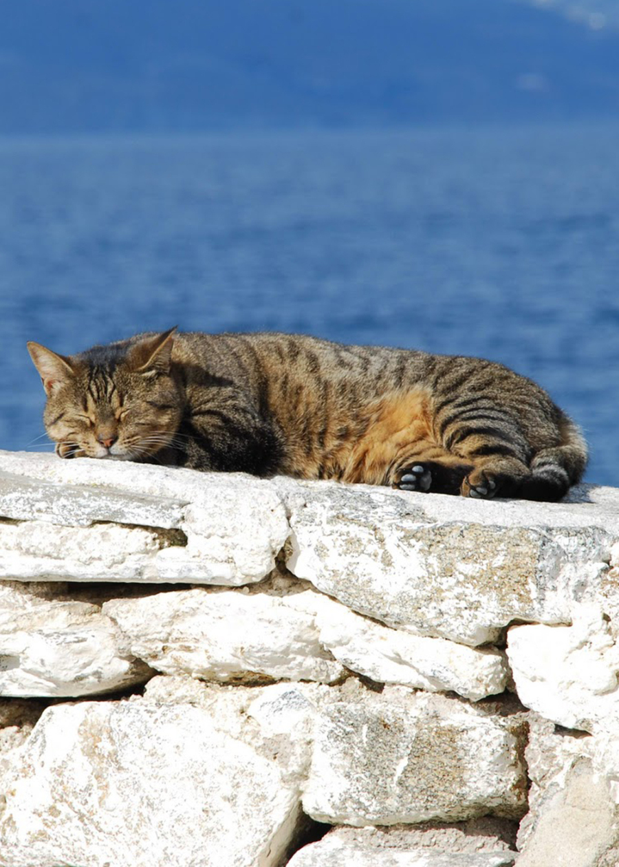 夏日清凉经典歌曲,100首夏日诗词助你清凉一夏