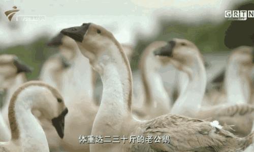 潮汕卤水鹅的正宗做法,正宗潮汕卤水鹅的配料