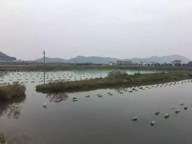 珠宝珍珠怎么选择,珍珠珠宝如何鉴别等级