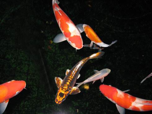 办公室鱼缸养金鱼注意事项,养鱼池里的金鱼儿怎么喂食