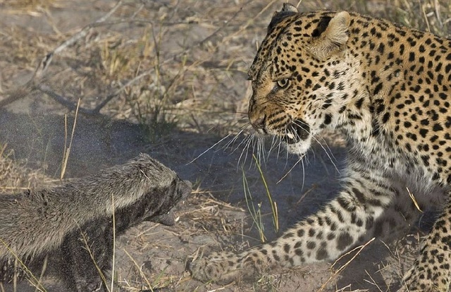 江湖上的平头哥大战纹身豹，个头虽小，不落下风，厉害了我的哥！