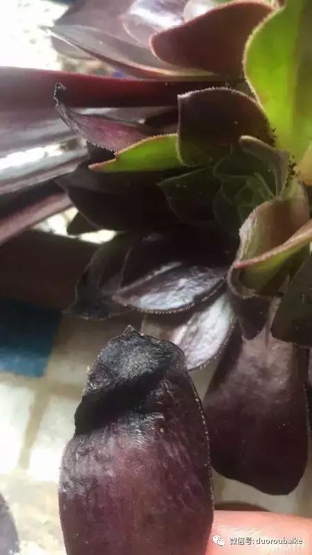 黑法师根部黑腐应该怎么处理,法师黑腐最佳治疗方法