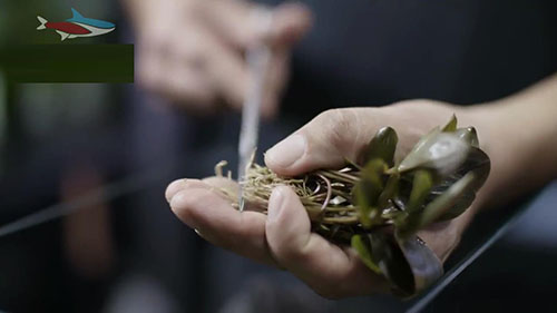 家庭草缸入门,家中草缸怎么设计