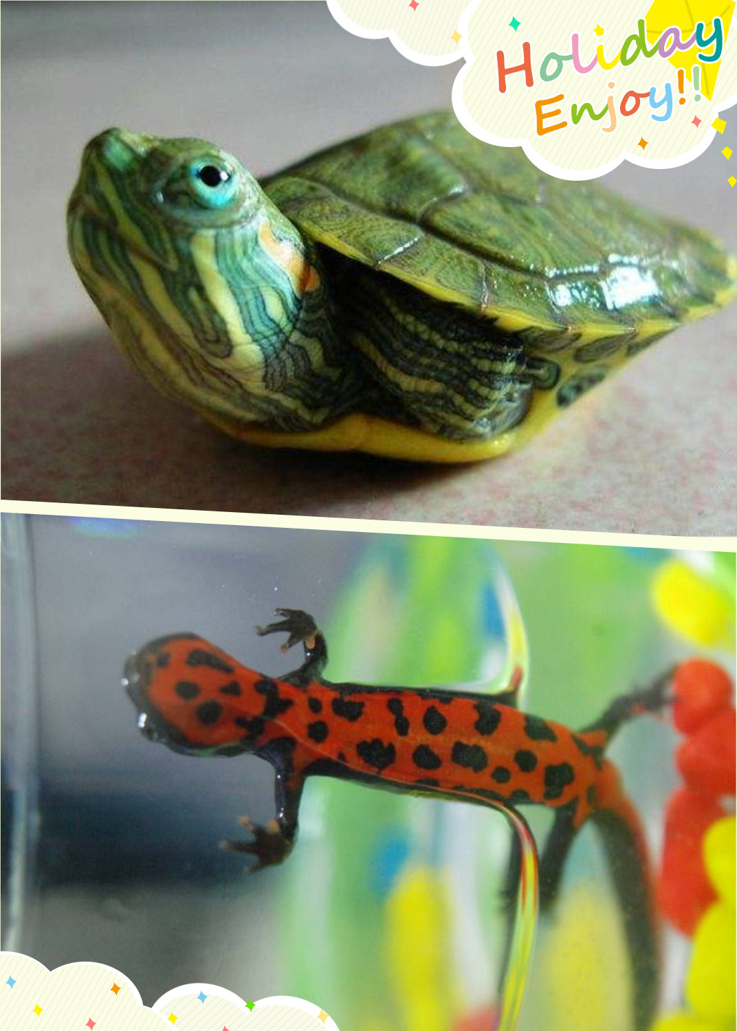 说说你们养过哪些奇怪的宠物,这些宠物你都养过吗