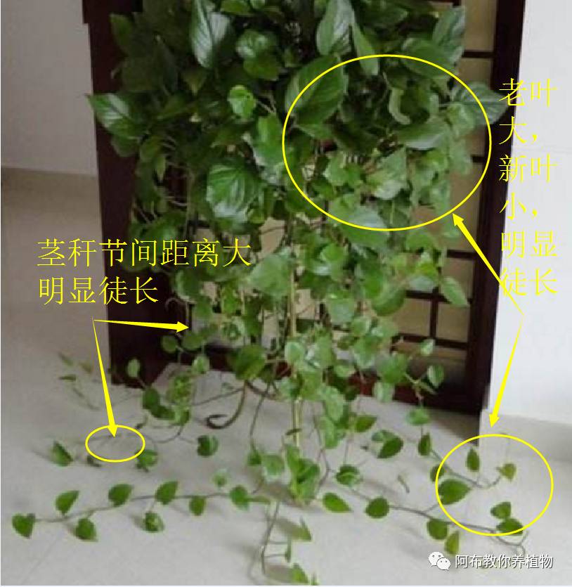 绿萝植物养护,绿萝植物养护知识