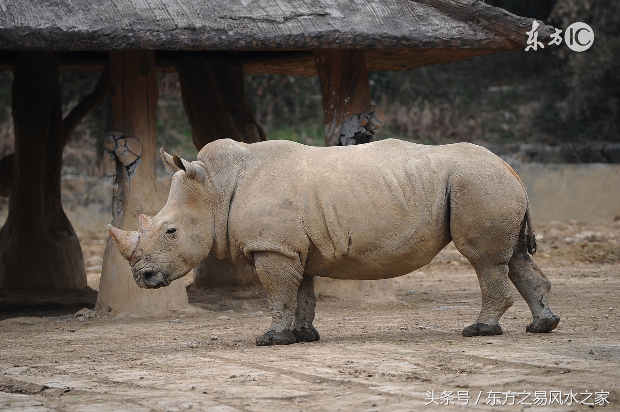风水中的白虎开口是好还是不好,如何处理风水白虎位太高
