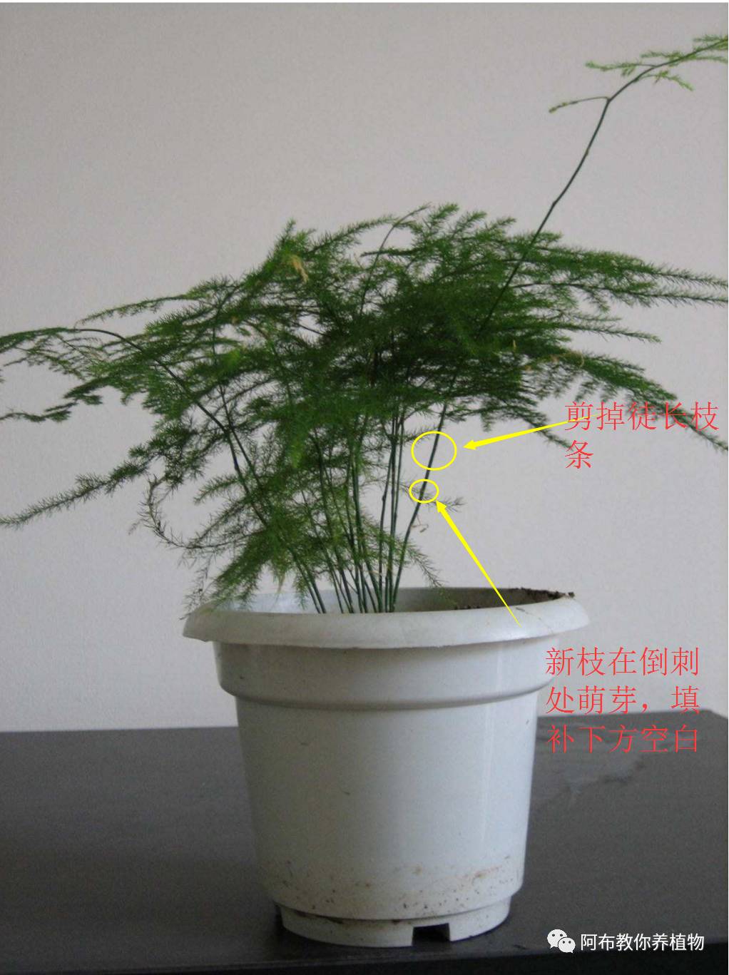 绿萝植物养护,绿萝植物养护知识