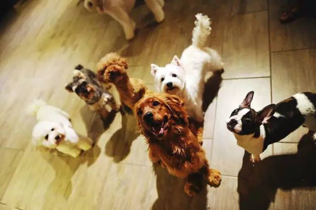 魔都特色餐厅推荐,魔都最有腔调的十家自助餐约起来