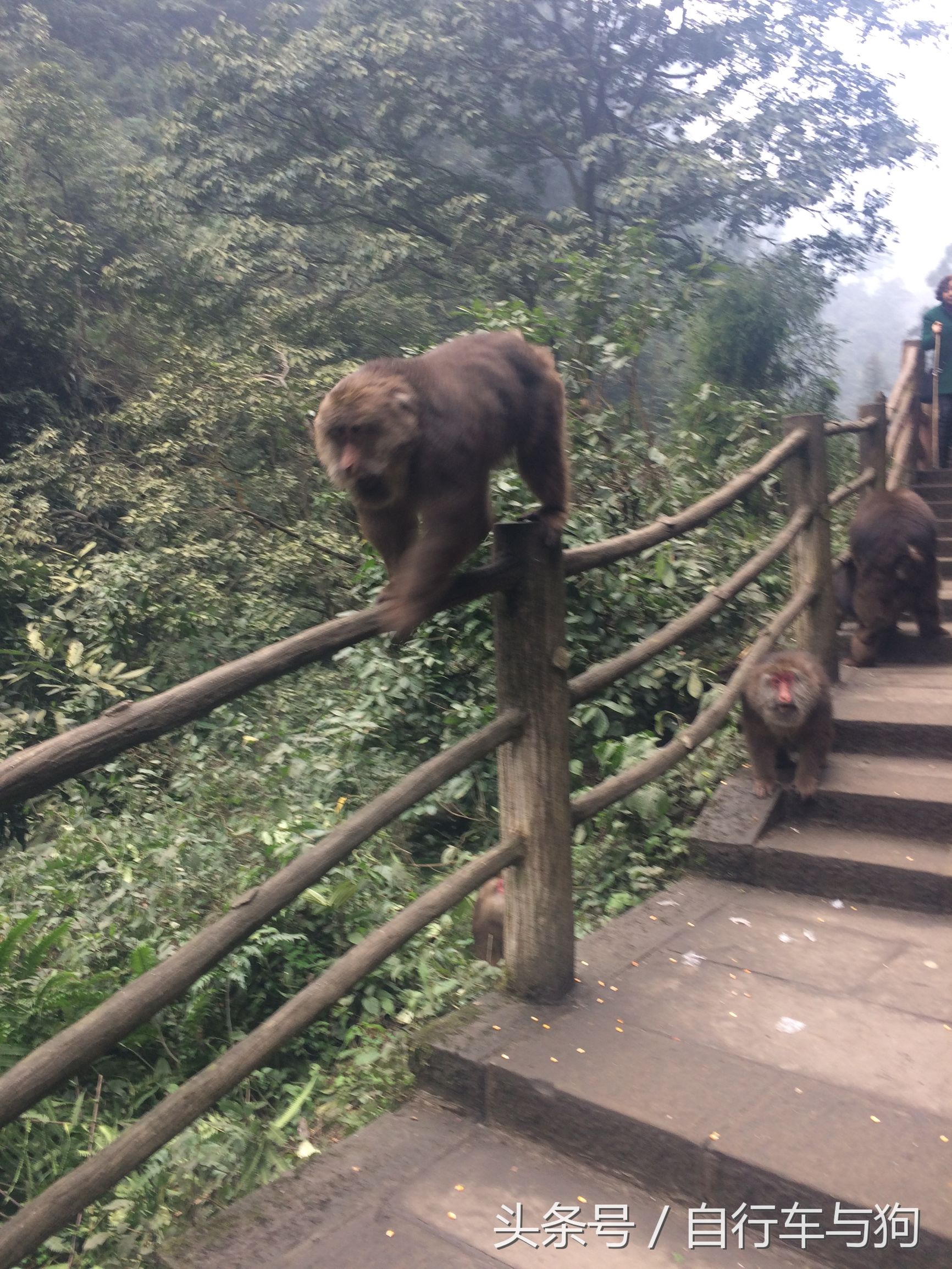 三大家一起游峨眉山,23岁女生独游峨眉山失联