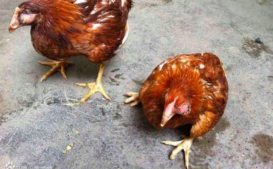 蛋鸡养殖场蛋鸡防病,无抗养殖时代蛋鸡场应对策略