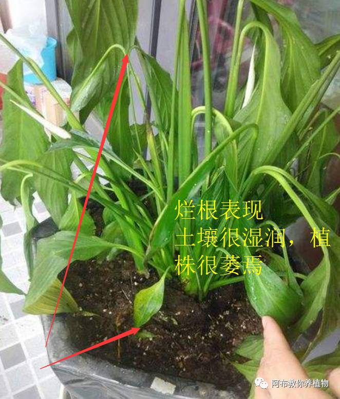 绿萝植物养护,绿萝植物养护知识