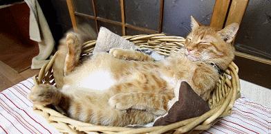 你也养猫也养狗是什么体验,养猫是一种什么体验