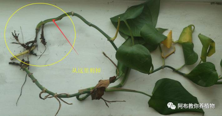 绿萝植物养护,绿萝植物养护知识