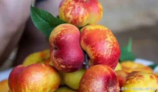 油桃还是毛桃,油桃和桃树怎么分辨