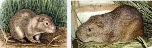 秘鲁豚鼠纪录片,豚鼠秘鲁荷兰猪