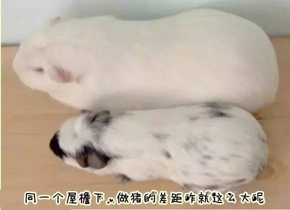 秘鲁巨型荷兰猪真的有吗,秘鲁荷兰猪巨型