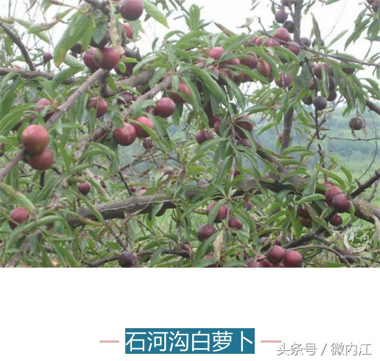 隆昌市创建天府旅游名县有望吗,内江市隆昌市第一大镇是哪里