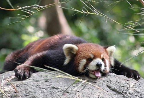 天热特别烦躁怎么办,天热心情烦躁怎么治疗