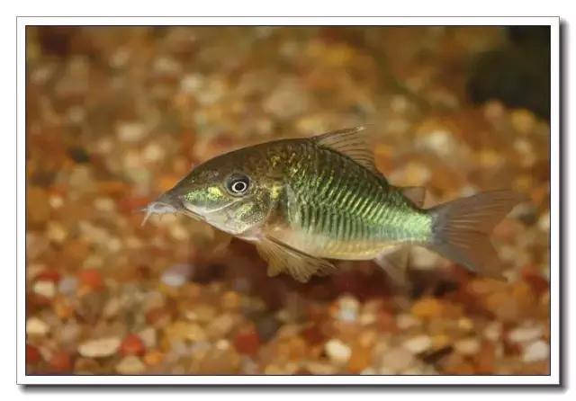 鼠鱼的发病季节,鼠鱼抗病