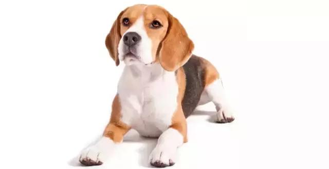 讲真｜论跑步，你可能还不如你家狗！