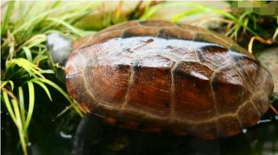 中华草龟和野生草龟的区别,草龟跟中华草龟有什么区别