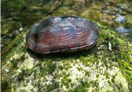 中华草龟与台湾草龟,中华草龟跟草龟有什么区别图