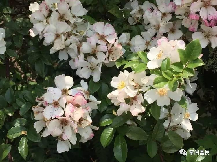 花开花落手机摄影,开到荼蘼花事了在线阅读