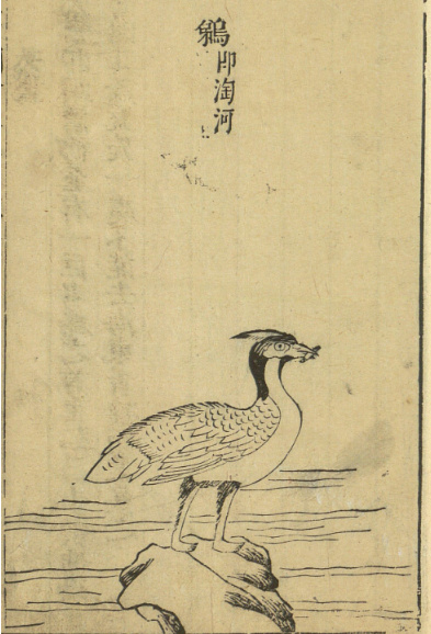 中华神禽志（八）鹈鹕，一张大嘴吞天下，它的心思你别猜