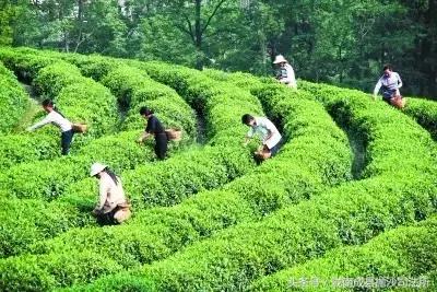 大美陇南是我的故乡,大美陇南风景如画