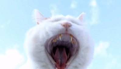 你也养猫也养狗是什么体验,养猫是一种什么体验