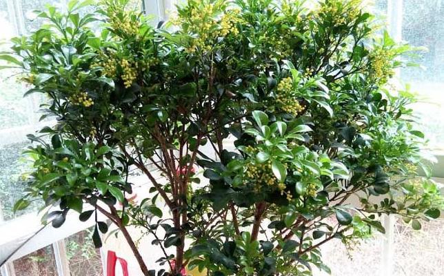 米兰花大量的掉叶黄叶怎么回事,米兰花黄叶掉叶子怎么挽救