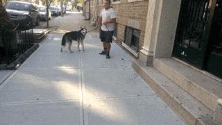 讲真｜论跑步，你可能还不如你家狗！